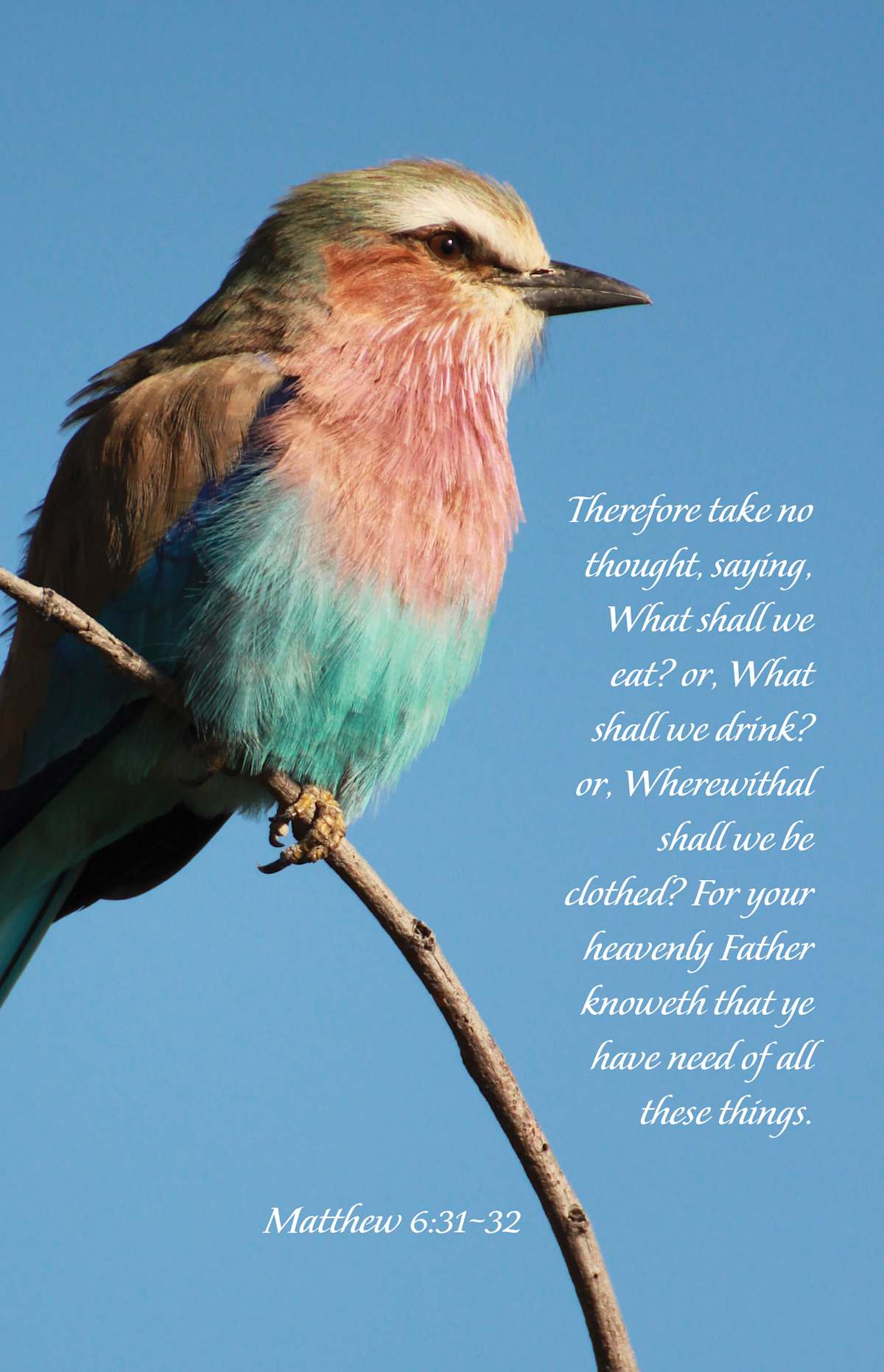 General Worship Bulletin: Your Heavenly Father Knoweth (Package of 100): Matthew 6:31-32 (KJV) by Broadman and Holman