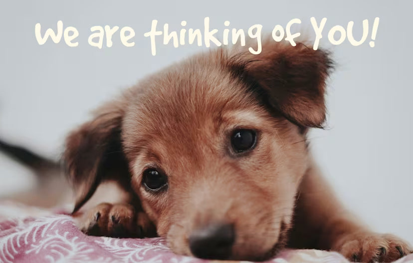 Thinking of You Postcard: We Are Thinking of You (Package of 25): Philippians 1:3 (KJV)