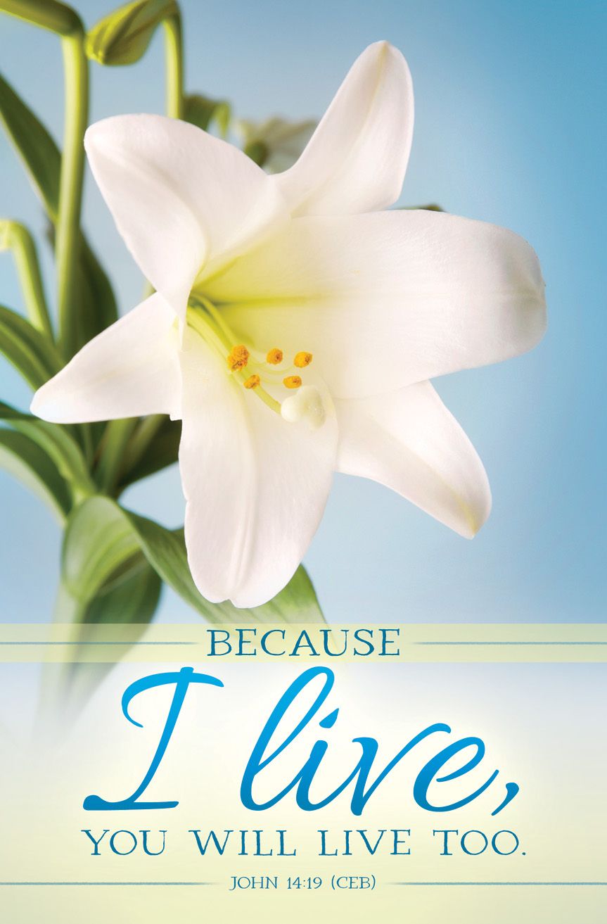 Easter – Because I Live, John 14:19 (CEB) – Pkg 100 – Standard Bulletin by Anchor Christian Distributors